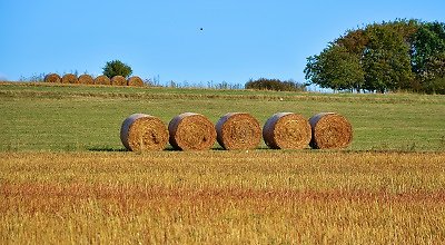 Making a decision. bales